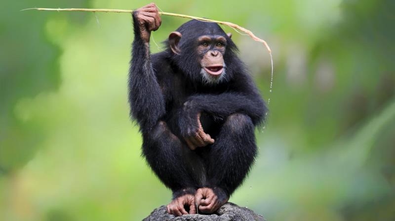 États-Unis : Ce chimpanzé est la «meilleure gestionnaire» de Wall-Street