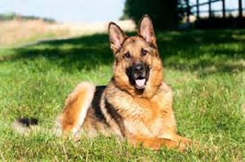 Un chien taxé de raciste pour avoir fait ceci dans un jardin