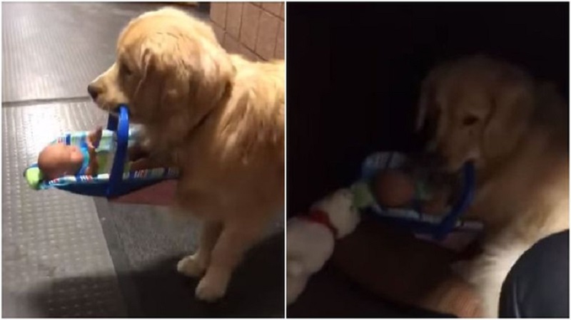 USA : un chien de police pris en flagrant délit de vol