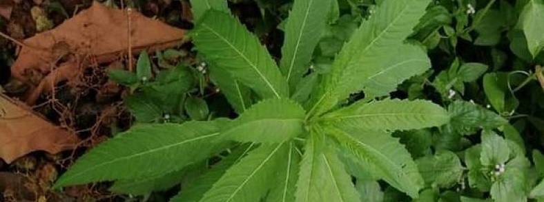 Côte d’Ivoire : Un champ de cannabis découvert à la prison civile de Korhogo
