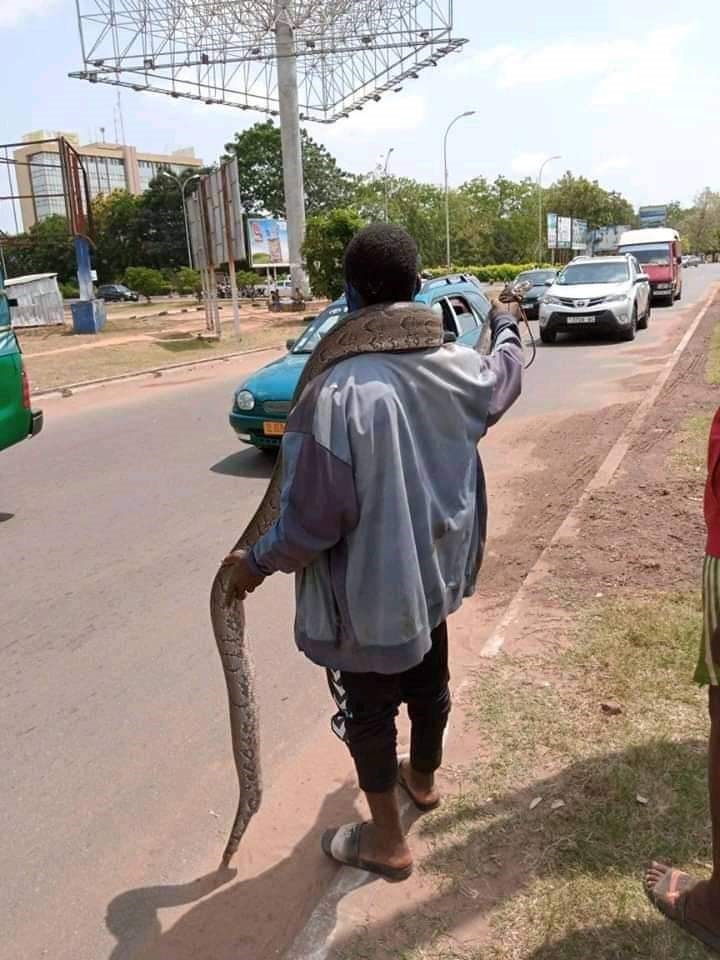 Togo : l’image d’un boa géant en vente au Carrefour GTA fait polémique (photo)
