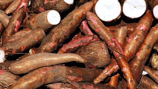 Le Togo compte améliorer la productivité dans les filières plantes à racines et tubercules