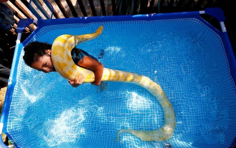 Israël : une fille de 8 ans se baigne joyeusement avec un python de 2 mètres
