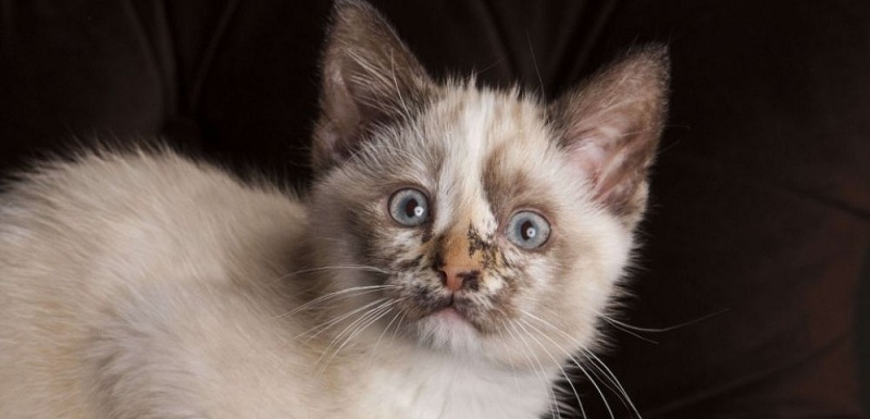 Journée internationale du chat : que représente le chat pour les Togolais ?