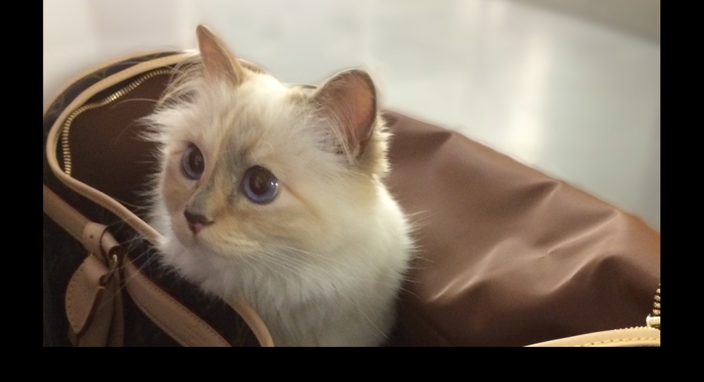 Karl Lagerfeld: l’administratrice de la fortune de sa chatte Choupette enfin connue