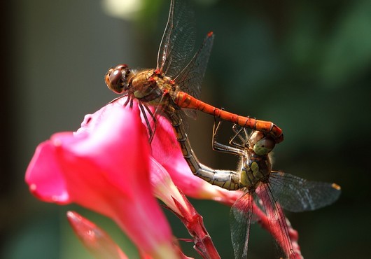 Les magistrats prennent la biodiversité sous leurs ailes