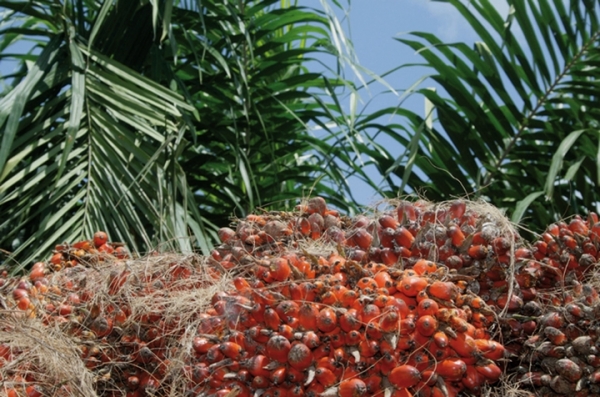 Santé : ces choses importantes à savoir absolument sur l’huile de palme