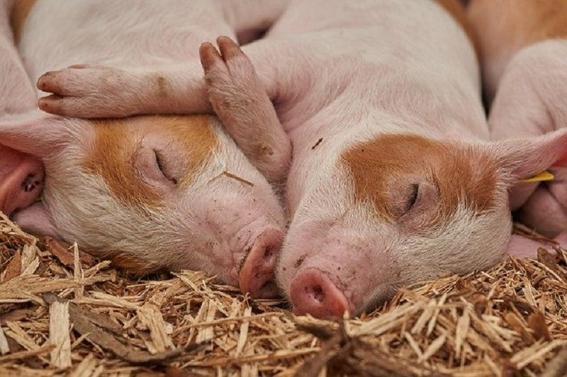 Togo : une épidémie de peste porcine déclarée à Assahoun