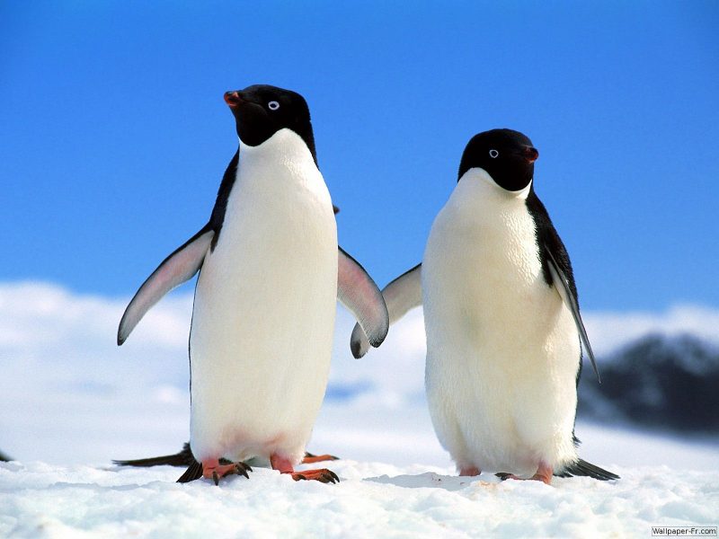 [Vidéo] 2 pingouins homose3uels du zoo de Berlin autorisés à couver un œuf