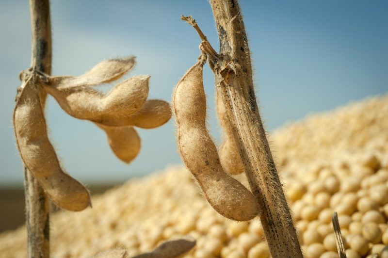 Togo : la profession d’acheteur ou d’exportateur de la filière Soja désormais réglementée