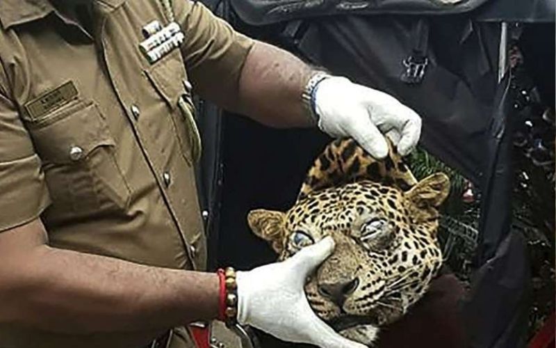 SriLanka : un léopard tué pour soigner l’asthme ; 3 personnes arrêtées pour le forfait