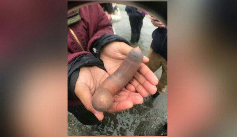 États-Unis : des milliers de poissons p*nis retrouvés échoués sur une plage