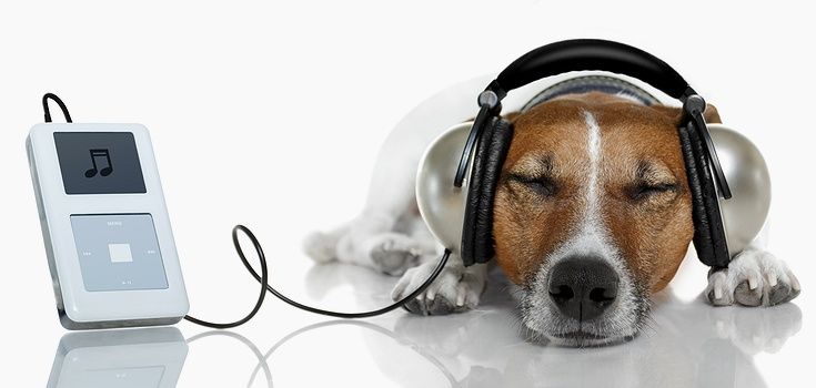 Insolite : Quand la musique adoucit les chiens !