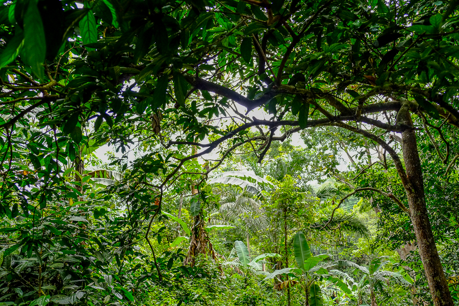 Grandir dans un environnement plus vert rendrait plus intelligent