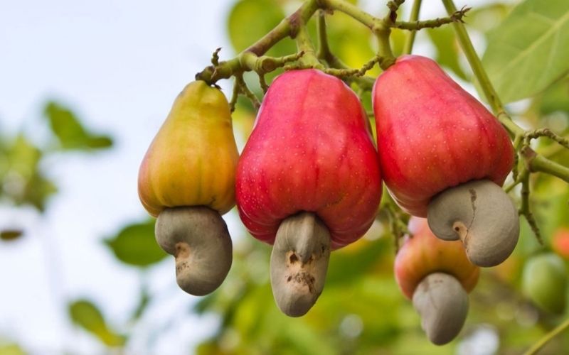 Côte d’Ivoire : le premier producteur mondial d’anacardes passe à la transformation
