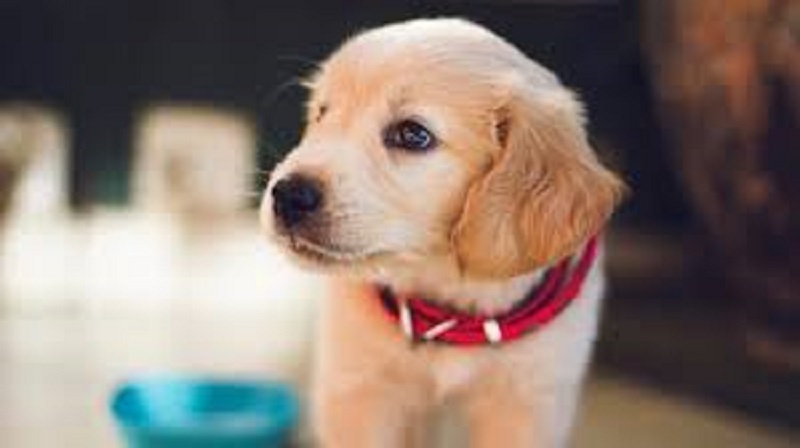 France : un homme arrêté pour violences mortelles sur son chiot