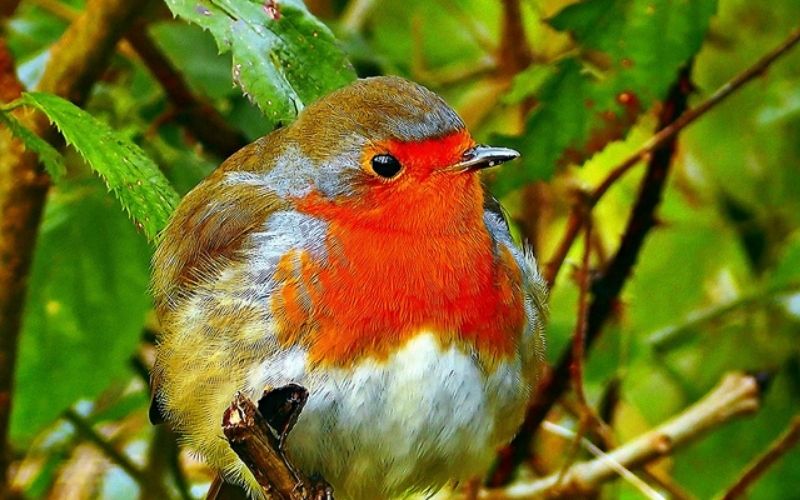 Un homme jugé pour avoir vendu des oiseaux protégés en brochettes pendant 10 ans