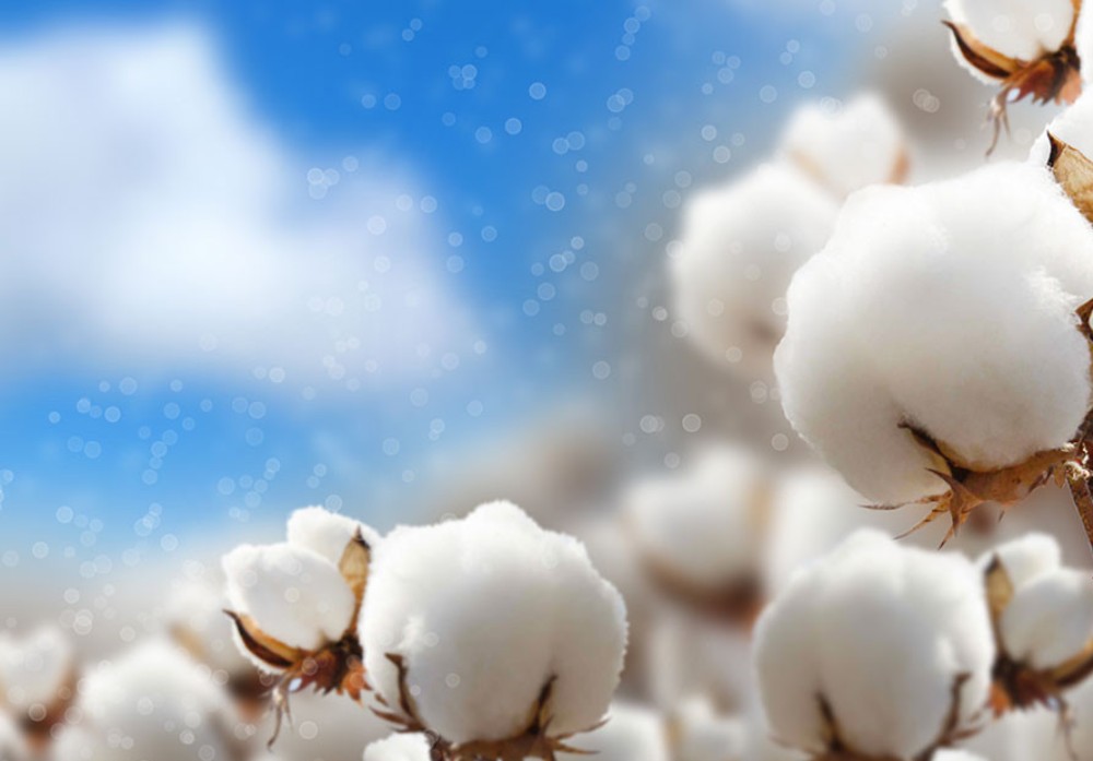 ‘Cotton-4 + Togo’ : les acteurs veulent mieux faire pour les prochaines campagnes agricoles