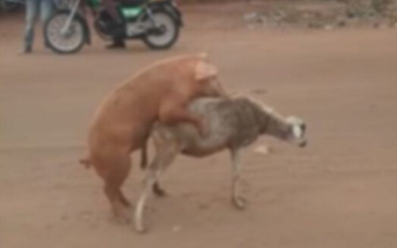 Cette vidéo d’un porc qui « fait l’amour » avec une chèvre choque la toile