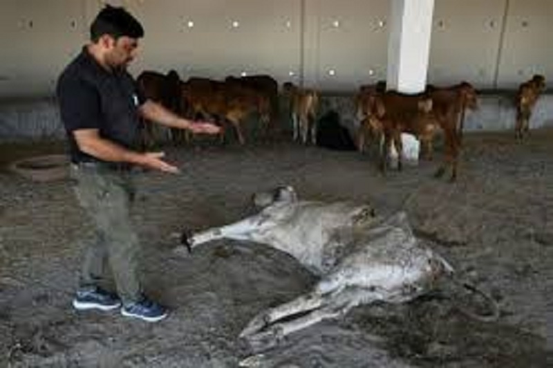 Insolite : 71 kg de déchets découverts dans l’estomac d’une vache