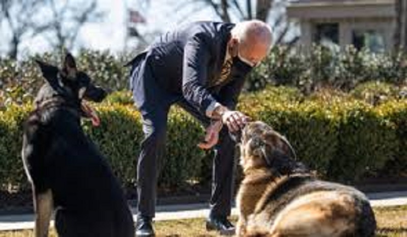 États-Unis / Psychose à la Maison-Blanche : Major, le chien de Joe Biden a encore mordu !