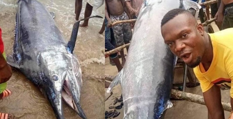 Marlin bleu : quel est ce poisson qui vaut 1,4 milliard FCFA ?