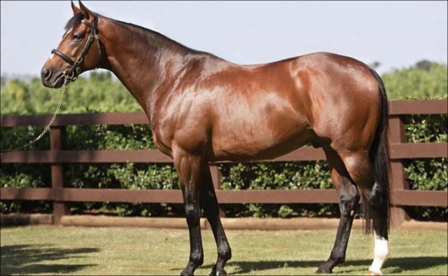Fortune : ce cheval vaut plus cher que Ronaldo et Messi réunis