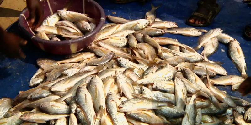 Ghana/ danger :  les poissons échoués sur la plage sont envoyés au marché