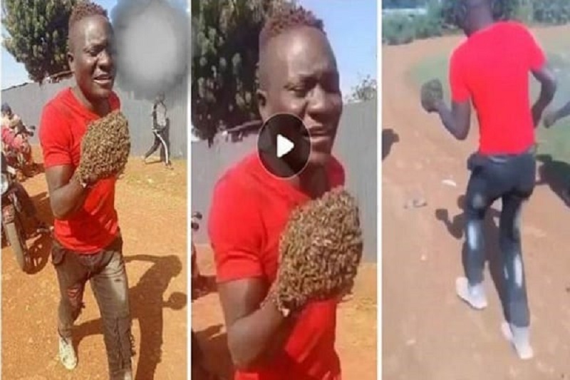 Kenya : des abeilles obligent des voleurs à rendre leur butin (vidéo)