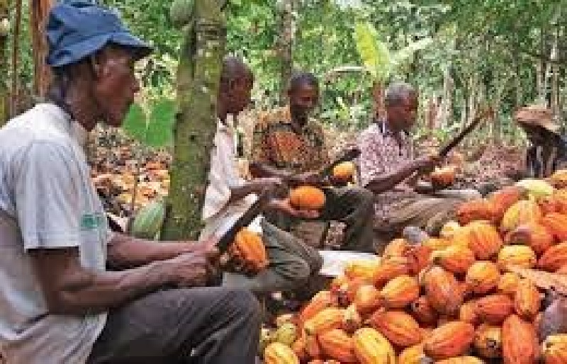 Côte d'Ivoire: le prix du cacao fixé à un niveau record
