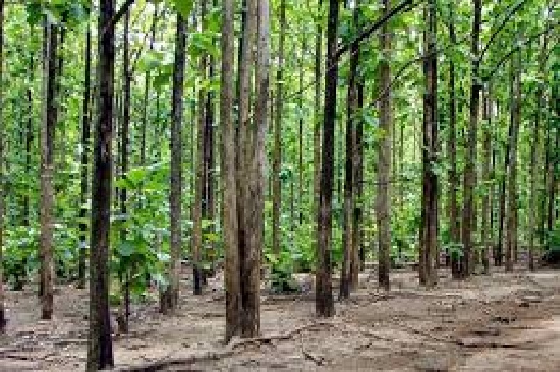 Togo : une bonne nouvelle pour les propriétaires de plants de teck