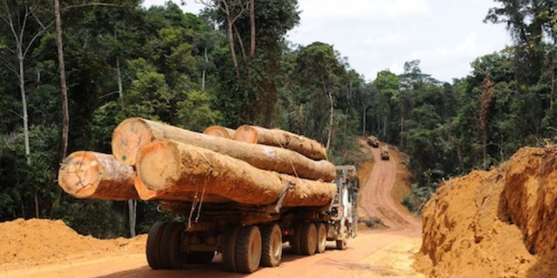 Togo / vente de produits forestiers : la date des enchères révélée