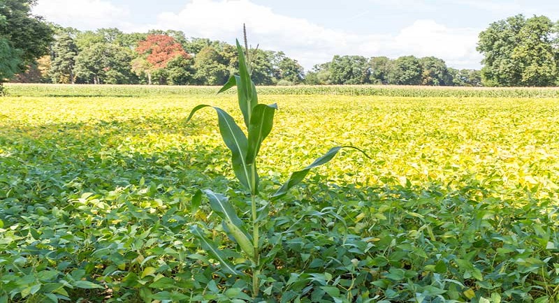 Togo / agriculture : très bonne nouvelle pour la filière soja bio