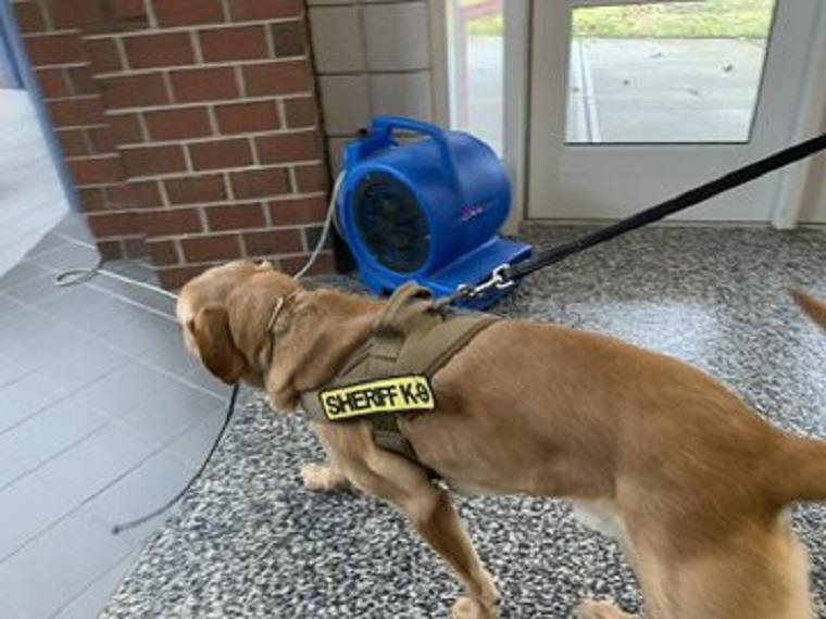 Covid-19 : des chiens entraînés pour détecter les personnes infectées aux États-Unis (photos)