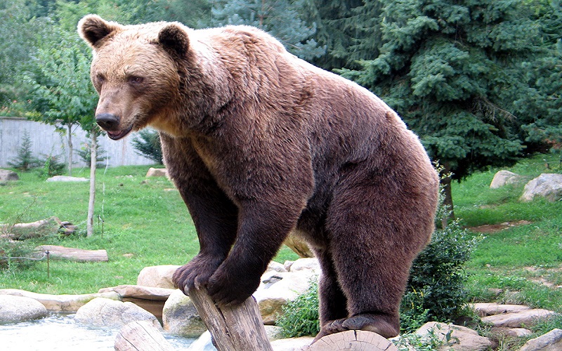 Terrible : Elle jette sa fille dans l’enclos d’un ours… Ce qui se passe ensuite (vidéo)