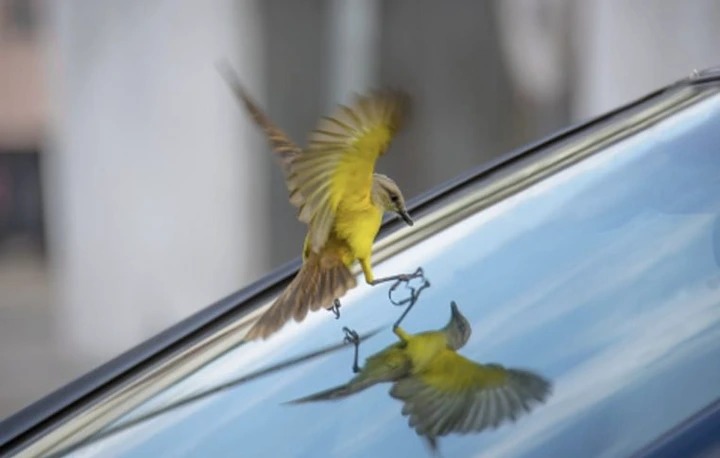 « L’arnaque à la fiente d’oiseau » : cette nouvelle technique de vol va vous surprendre