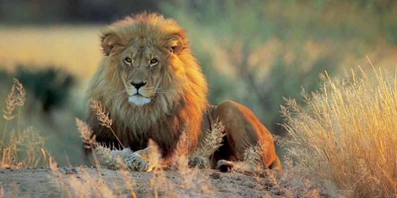 Samson d’Ouganda : quand cet homme tue seul un lion (photos)