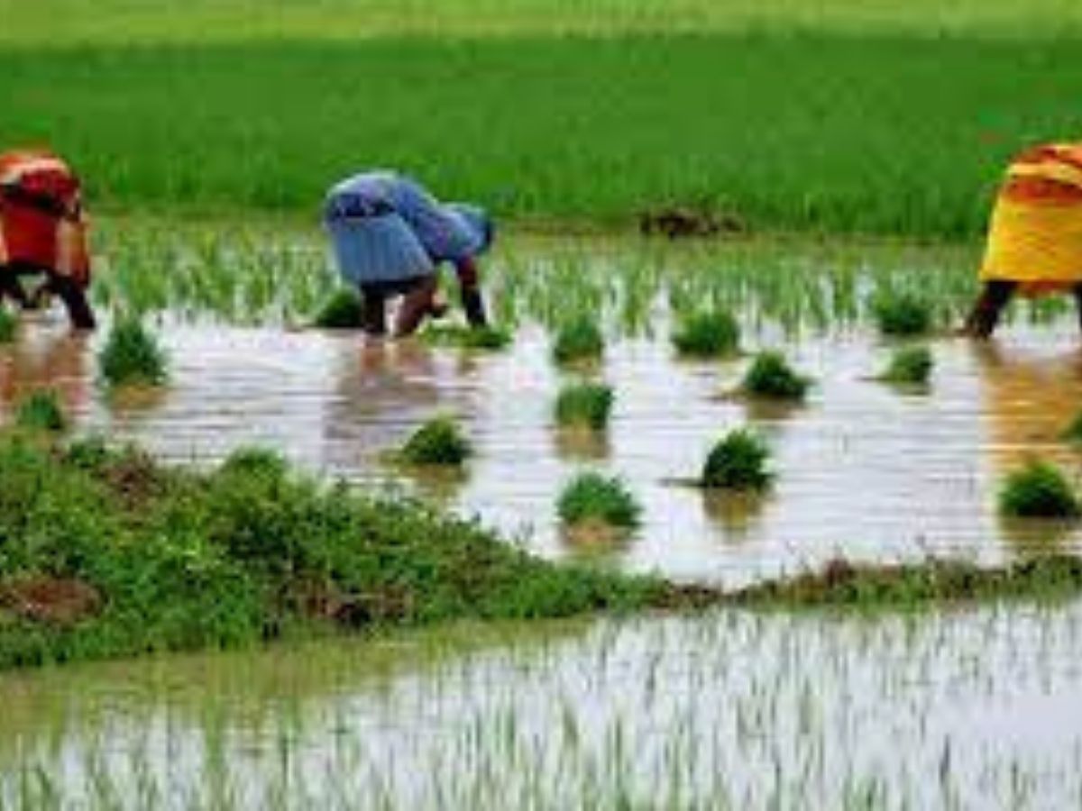Terrible en Inde ! Des femmes forcées de subir une ablation de leur utérus pour ne pas perdre leur travail