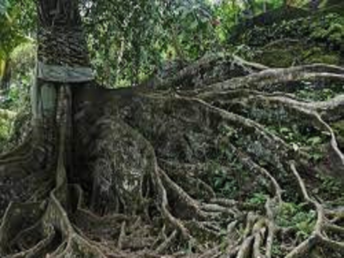 Insolite : une influenceuse expulsée pour avoir posé nue sur un arbre sacré (photo)