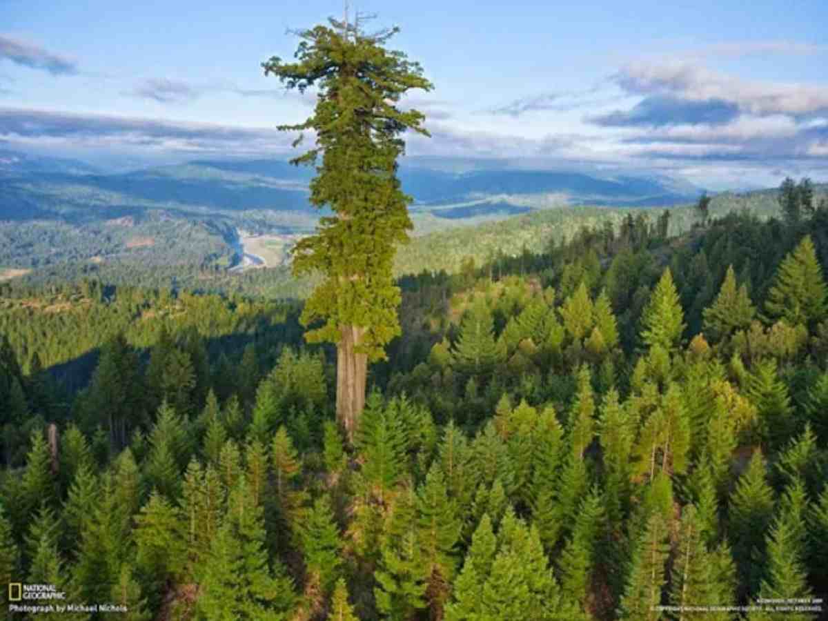 Voici l’arbre le plus grand du monde, il mesure…