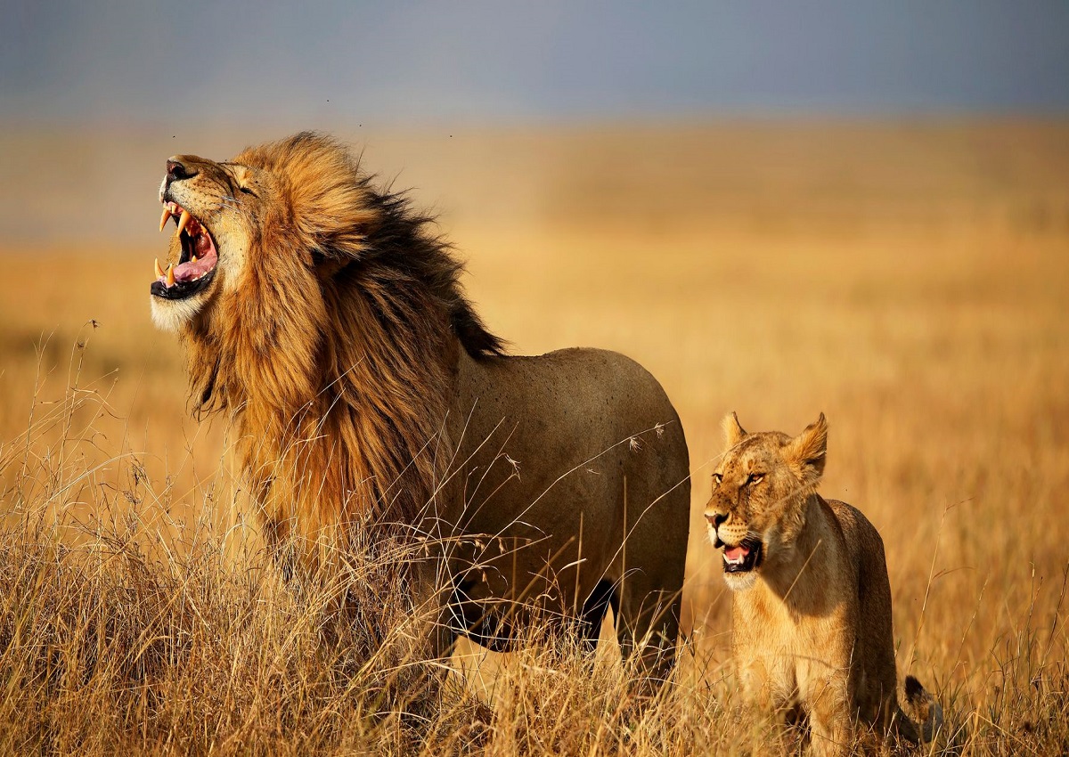 Afrique du Sud : un pasteur s’inspire de la bible et défie des lions dans un parc ; la suite va vous surprendre (photo)