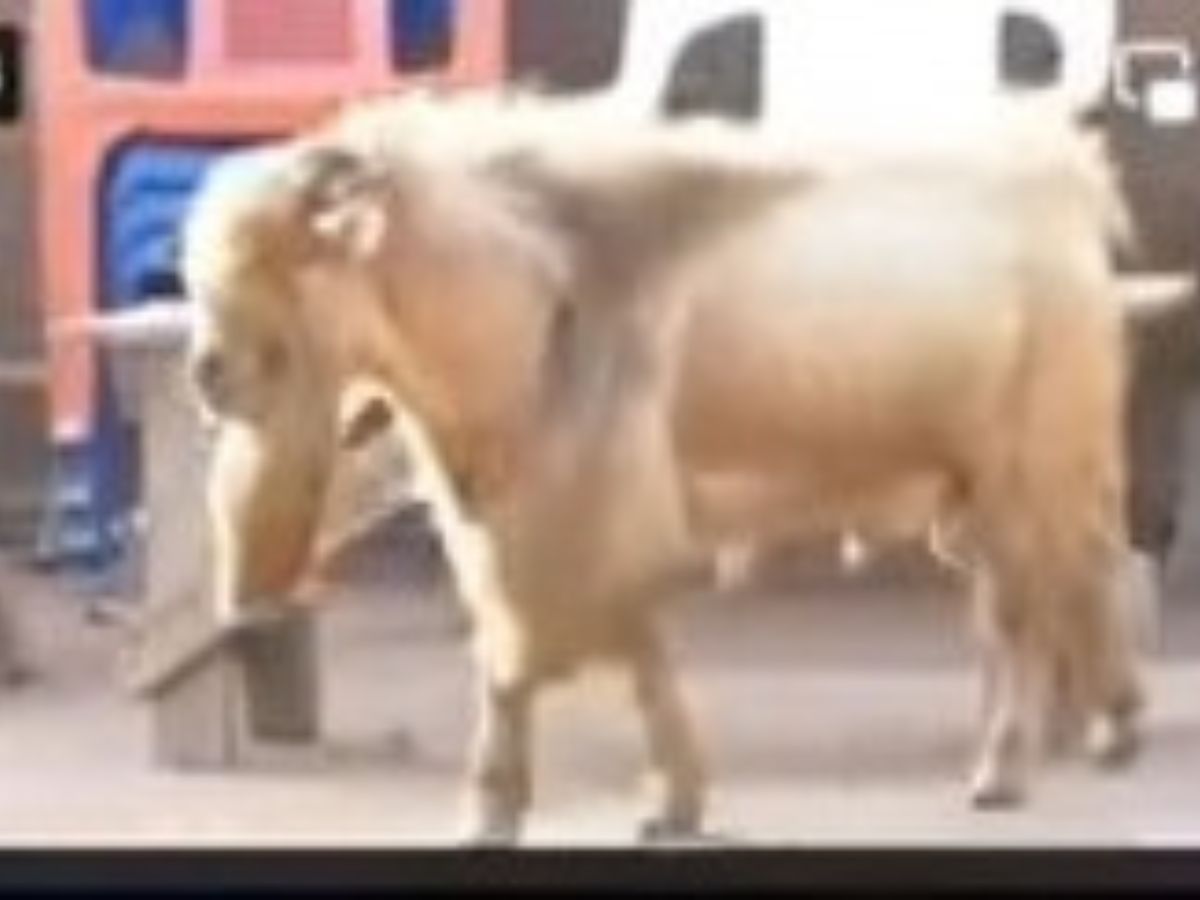 Côte d’Ivoire : Un bouc règne depuis plus de 15 ans comme chef du village dans cette localité (vidéo)