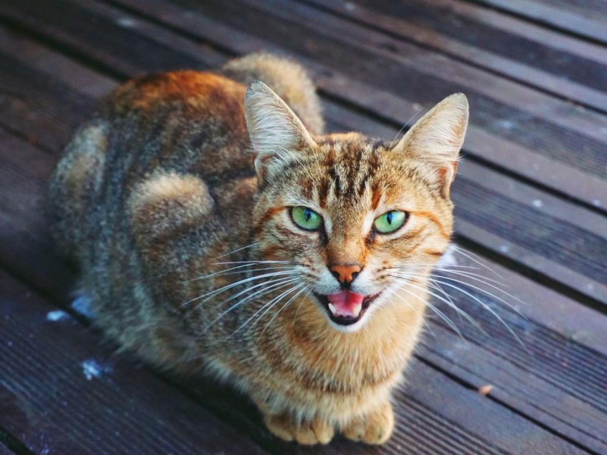 Un homme de 66 ans, filmé en train d’utiliser un chat pour se m@sturber, affirme que c’est…