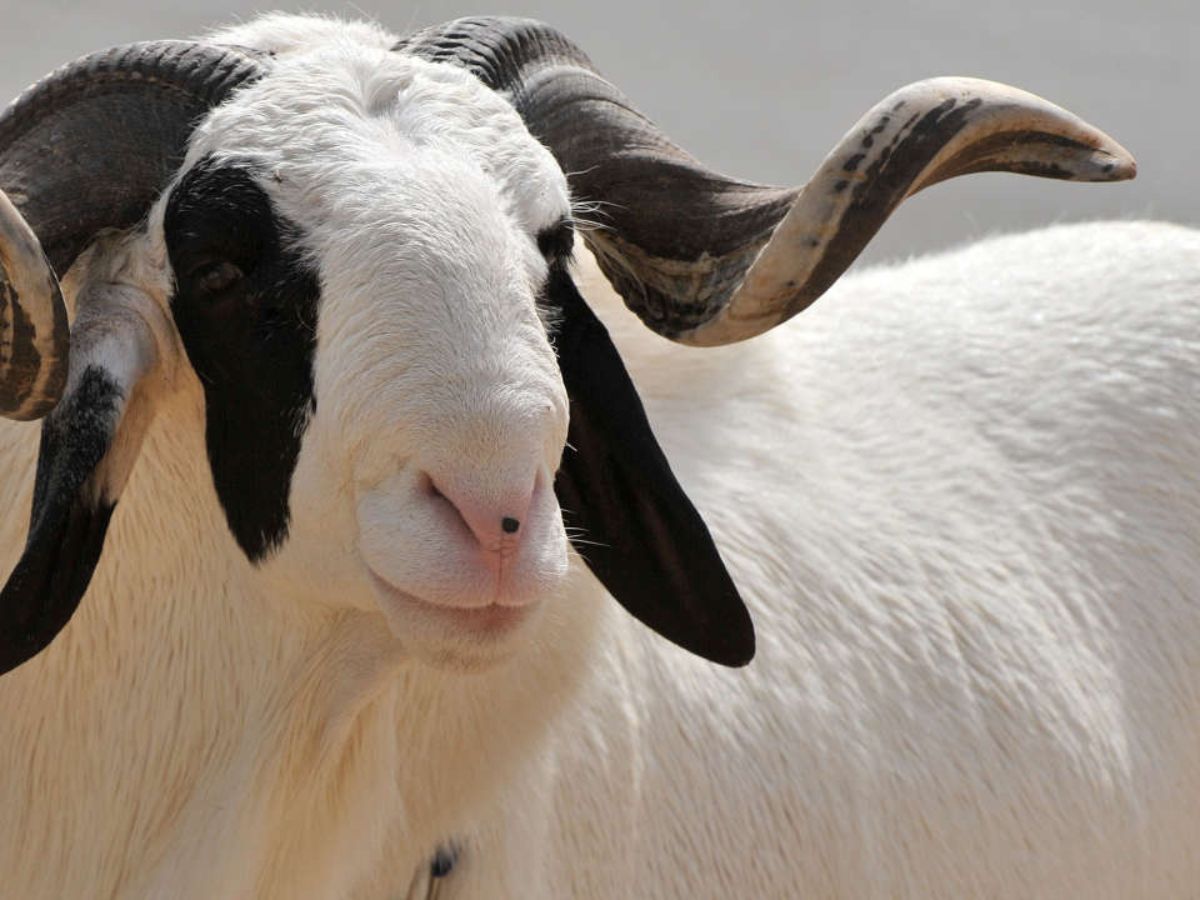 Barcelone recrute 290 moutons pour prévenir les incendies ; voici comment