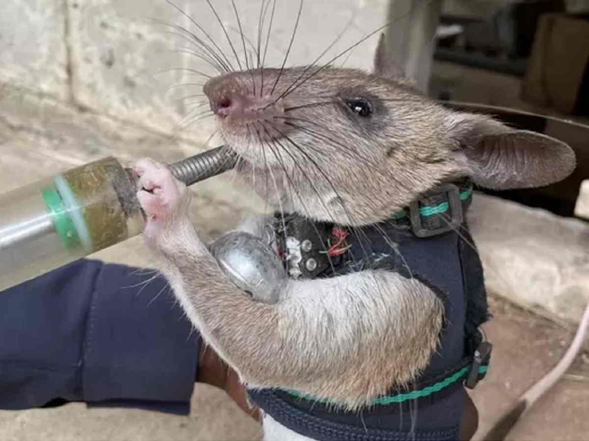 Tanzanie : des « rats de sauvetage » formés pour détecter les survivants lors des séismes