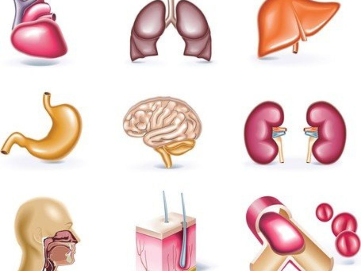 Un rein à 131 millions de FCFA, le cœur à 60 millions de FCFA, le foie…: De terribles révélations sur le marché noir des organes humains mettent les réseaux sociaux en ébullition (vidéo)