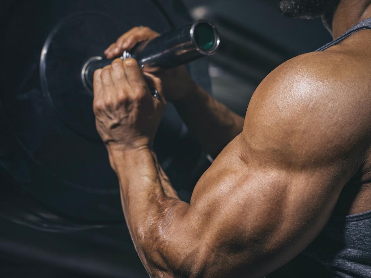 Voici le muscle le plus puissant du corps humain