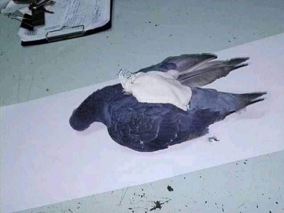 Argentine : un pigeon abattu alors qu’il transportait de la drogue pour une prison (photo)