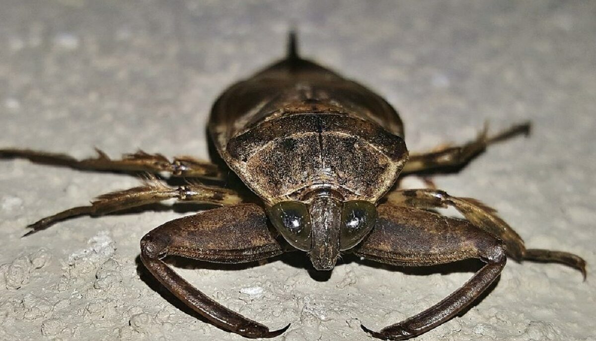 Top 5 des insectes les plus dangereux du monde