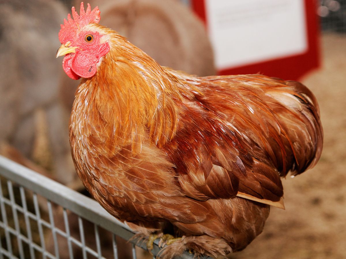 En Thaïlande : une mystérieuse poule à 4 pattes affole la toile (vidéo)